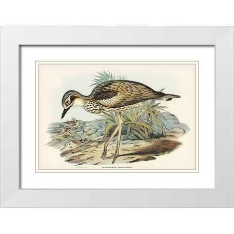 Southern Stone-Plover-Edicnemus grallarius White Modern Wood Framed Art Print with Double Matting by Gould, John