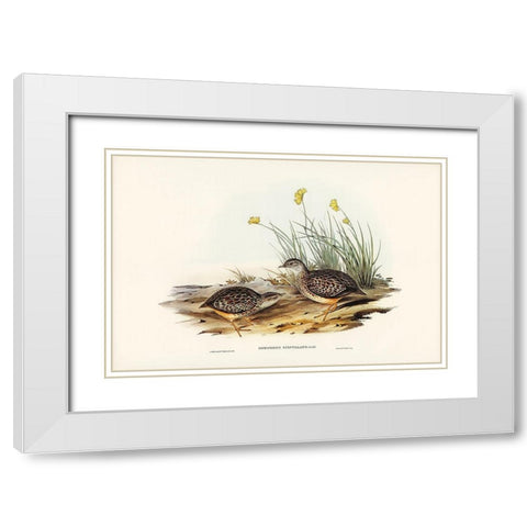 Sparkling Hemipode-Hemipodius scintillans White Modern Wood Framed Art Print with Double Matting by Gould, John