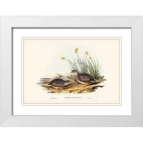 Sparkling Hemipode-Hemipodius scintillans White Modern Wood Framed Art Print with Double Matting by Gould, John