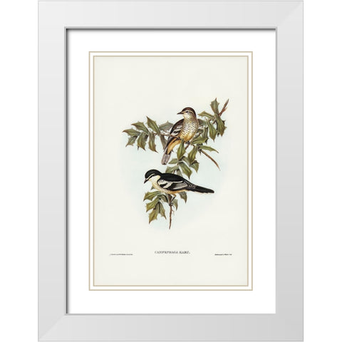 Northern cuckooshrike-Campephaga Karu White Modern Wood Framed Art Print with Double Matting by Gould, John