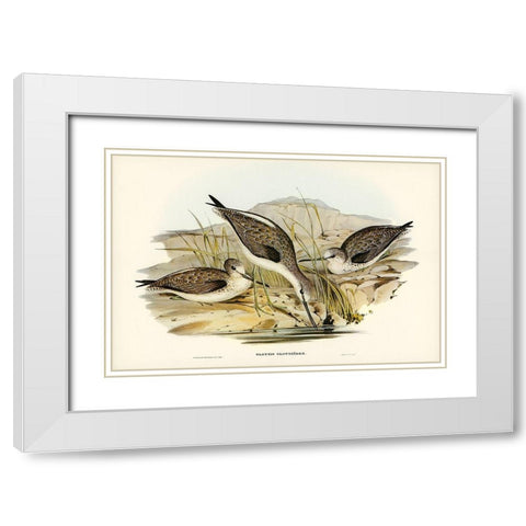 Australian Greenshank-Glottis Glottoides White Modern Wood Framed Art Print with Double Matting by Gould, John