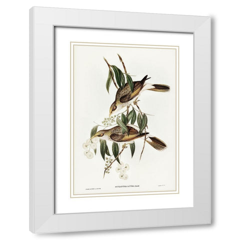 Luteous Honey-eater-Myzantha lutea White Modern Wood Framed Art Print with Double Matting by Gould, John