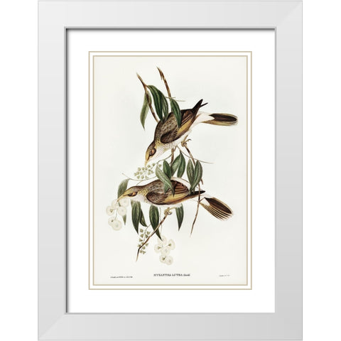 Luteous Honey-eater-Myzantha lutea White Modern Wood Framed Art Print with Double Matting by Gould, John