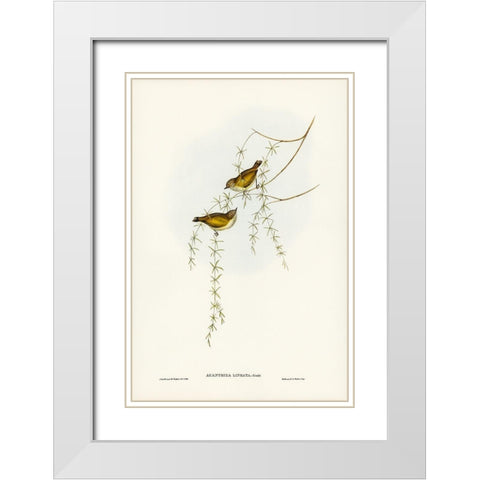 Striated Acanthiza-Acanthiza lineata White Modern Wood Framed Art Print with Double Matting by Gould, John