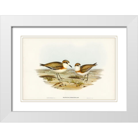 Allied Dottrel-Hiaticula inornata White Modern Wood Framed Art Print with Double Matting by Gould, John