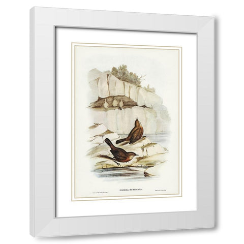 Rock Warbler-Origma rubricata White Modern Wood Framed Art Print with Double Matting by Gould, John