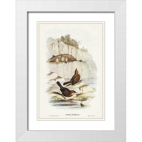 Rock Warbler-Origma rubricata White Modern Wood Framed Art Print with Double Matting by Gould, John