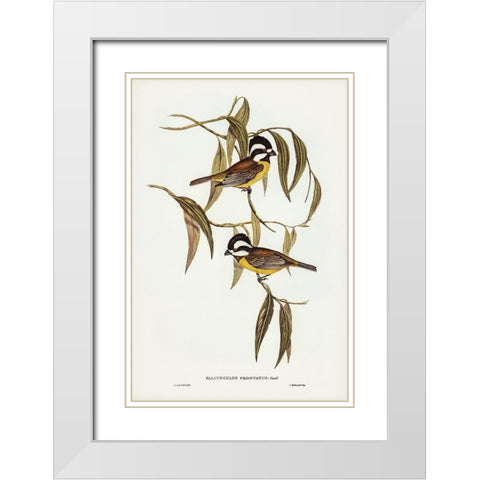 Frontal Shrike-Tit-Falcunculus frontatus White Modern Wood Framed Art Print with Double Matting by Gould, John