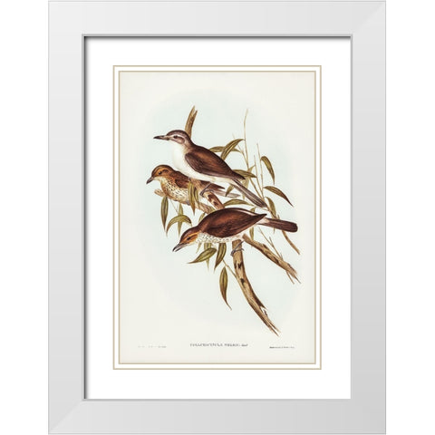 Selbyâ€™s Colluricincla-Colluricincla Selbii White Modern Wood Framed Art Print with Double Matting by Gould, John