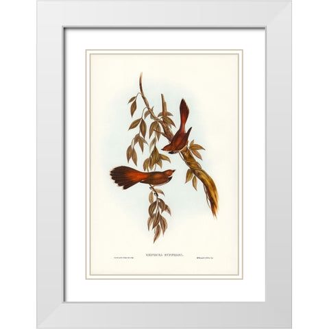 Rufous-fronted Fantail-Rhipidura rufifrons White Modern Wood Framed Art Print with Double Matting by Gould, John