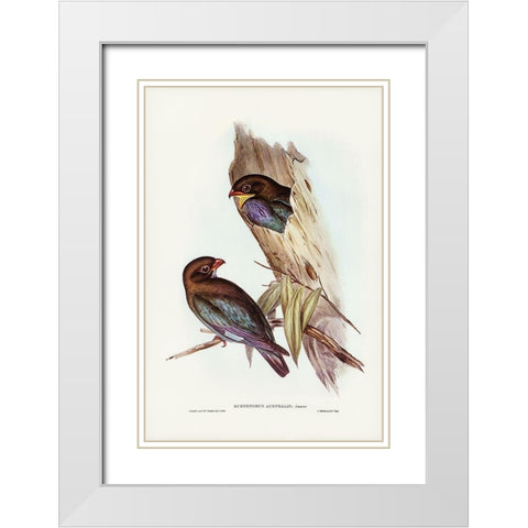 Australian Roller-Eurystomus Australis White Modern Wood Framed Art Print with Double Matting by Gould, John