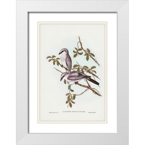White-bellied Graucalus-Graucalus hypoleucus White Modern Wood Framed Art Print with Double Matting by Gould, John