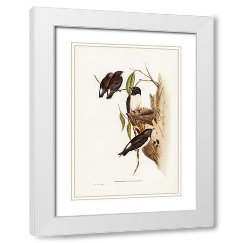 White-rumped Wood Swallow White Modern Wood Framed Art Print with Double Matting by Gould, John