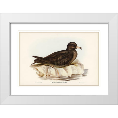 Fleshy-footed Petrel-Puffinus carneipes White Modern Wood Framed Art Print with Double Matting by Gould, John