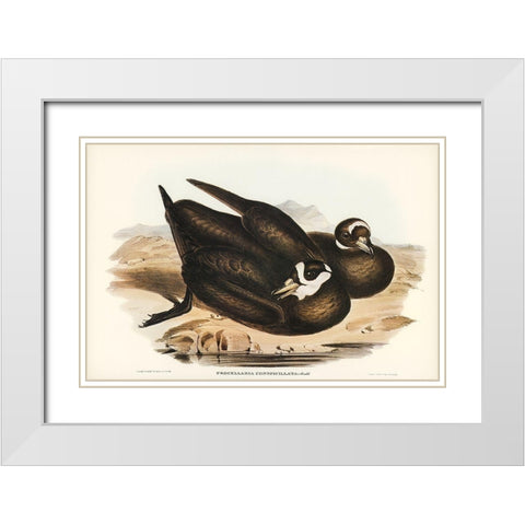 Spectacled Petrel-Procellaria conspicillata White Modern Wood Framed Art Print with Double Matting by Gould, John