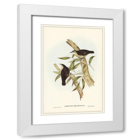 Black-backed Tree-Creeper-Climacteris melanotus White Modern Wood Framed Art Print with Double Matting by Gould, John