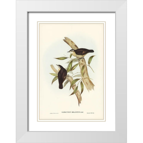 Black-backed Tree-Creeper-Climacteris melanotus White Modern Wood Framed Art Print with Double Matting by Gould, John