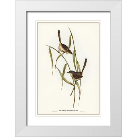 Long-billed Bristle Bird-Dasyornis longirostris White Modern Wood Framed Art Print with Double Matting by Gould, John