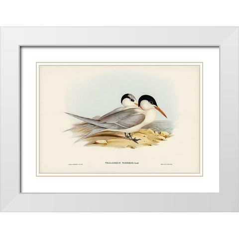 Torres Tern-Thalasseus Torresii White Modern Wood Framed Art Print with Double Matting by Gould, John