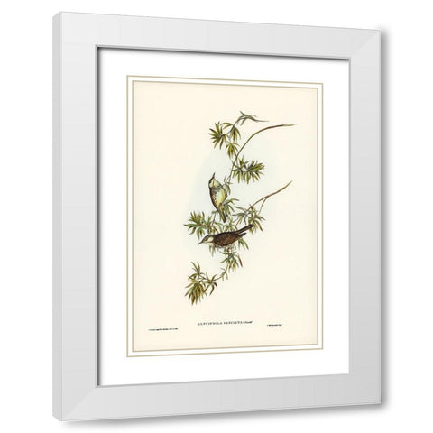 Fasciated Honey-eater-Glyciphila fasciata White Modern Wood Framed Art Print with Double Matting by Gould, John