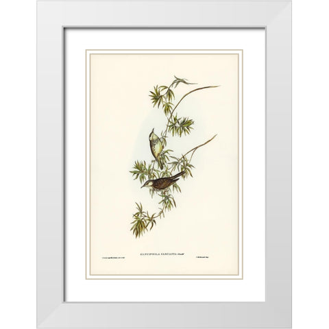 Fasciated Honey-eater-Glyciphila fasciata White Modern Wood Framed Art Print with Double Matting by Gould, John