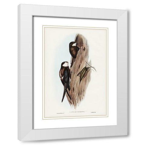 Australian Spine-tailed Swallow-Acanthylis caudacuta White Modern Wood Framed Art Print with Double Matting by Gould, John