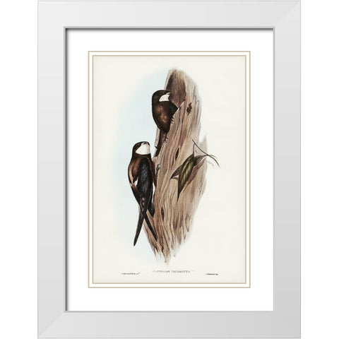 Australian Spine-tailed Swallow-Acanthylis caudacuta White Modern Wood Framed Art Print with Double Matting by Gould, John