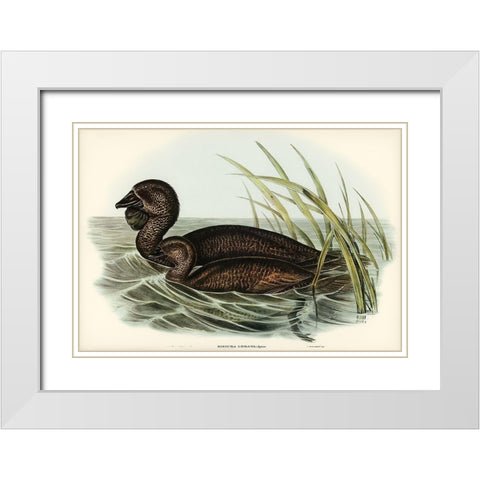 Musk Duck-Biziura lobata White Modern Wood Framed Art Print with Double Matting by Gould, John