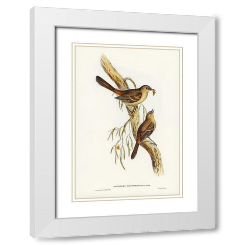 Scrub Robin-Drymodes brunneopygia White Modern Wood Framed Art Print with Double Matting by Gould, John