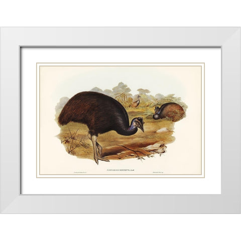 Bennetts Cassowary-Casuarius Bennetti White Modern Wood Framed Art Print with Double Matting by Gould, John