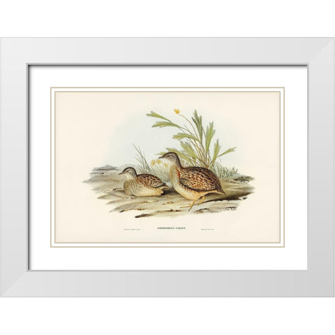 Varied Hemipode-Hemipodius Varius White Modern Wood Framed Art Print with Double Matting by Gould, John