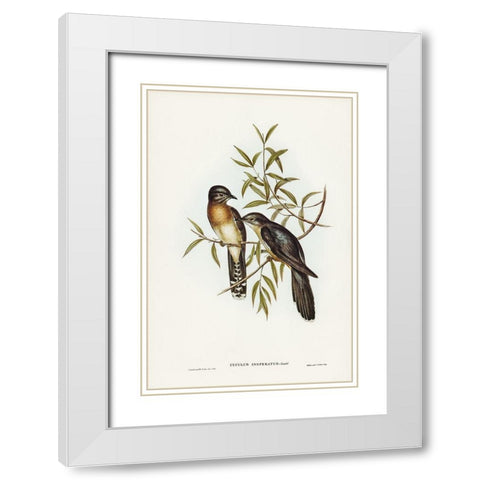 Brush Cuckoo-Cuculus insperatus White Modern Wood Framed Art Print with Double Matting by Gould, John