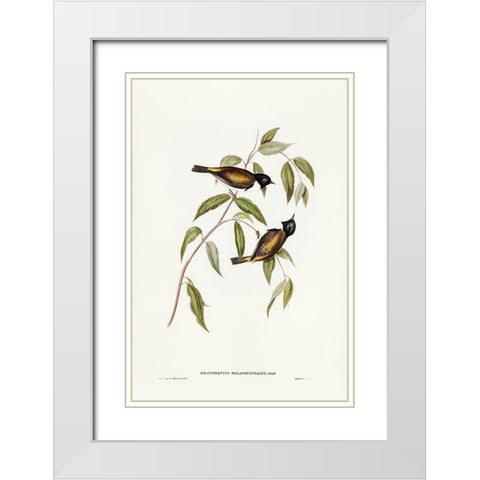 Black-headed Honey-eater-Melthreptus melanocephalus White Modern Wood Framed Art Print with Double Matting by Gould, John