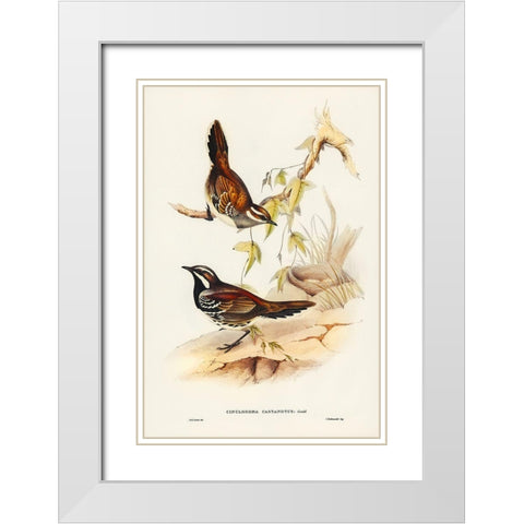 Chestnut-backed Groud Thrush-Cinclosoma castanotus White Modern Wood Framed Art Print with Double Matting by Gould, John