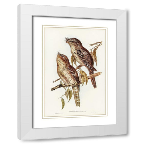 Podargus Phalaenoides and Moth-plumaged Podargus White Modern Wood Framed Art Print with Double Matting by Gould, John
