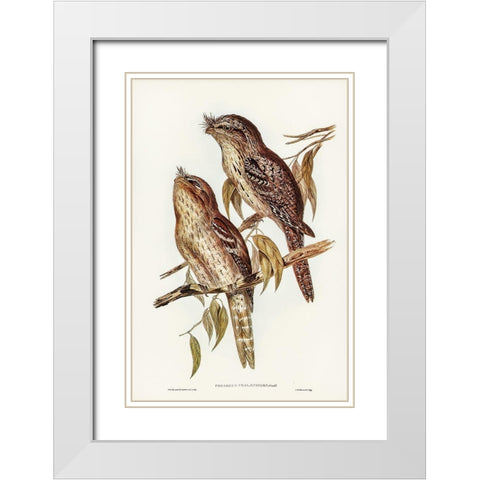 Podargus Phalaenoides and Moth-plumaged Podargus White Modern Wood Framed Art Print with Double Matting by Gould, John