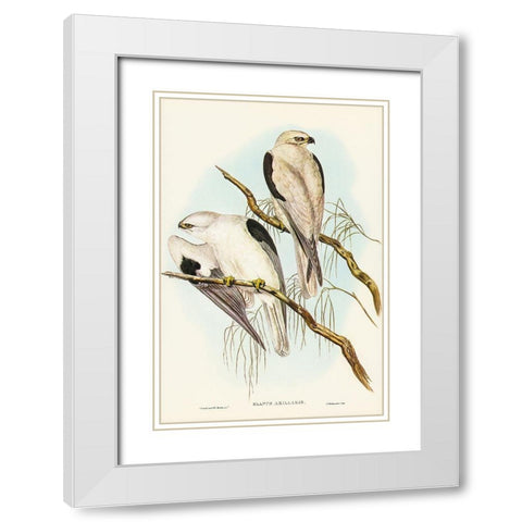 Square-tailed Kite-Milvus insures White Modern Wood Framed Art Print with Double Matting by Gould, John