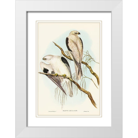 Square-tailed Kite-Milvus insures White Modern Wood Framed Art Print with Double Matting by Gould, John