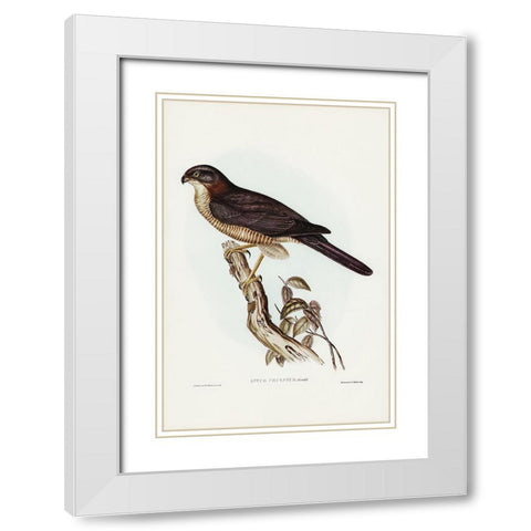 West Australian Goshawk-Astur cruentus White Modern Wood Framed Art Print with Double Matting by Gould, John