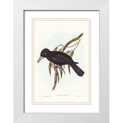 Quoyâ€™s Crow-Shrike-Cracticus Quoyii White Modern Wood Framed Art Print with Double Matting by Gould, John