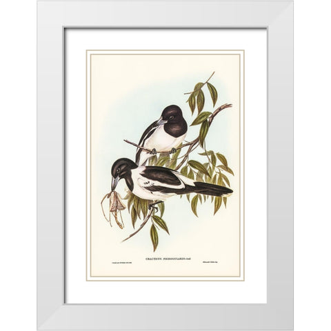 Black-throated Crow-Shrike-Cracticus nigrogularis White Modern Wood Framed Art Print with Double Matting by Gould, John