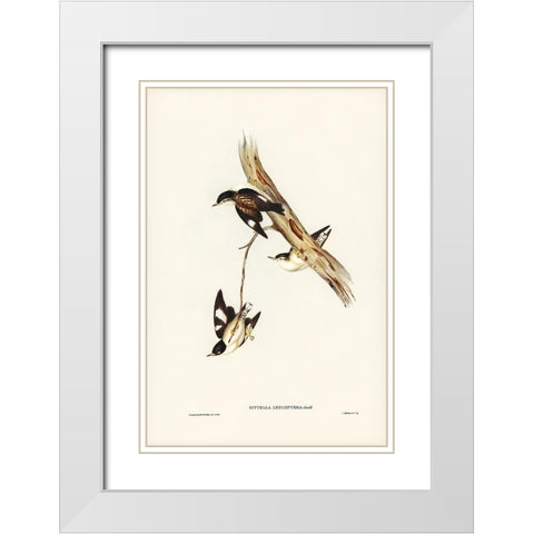 White-winged Sittella-Sittella leucoptera White Modern Wood Framed Art Print with Double Matting by Gould, John