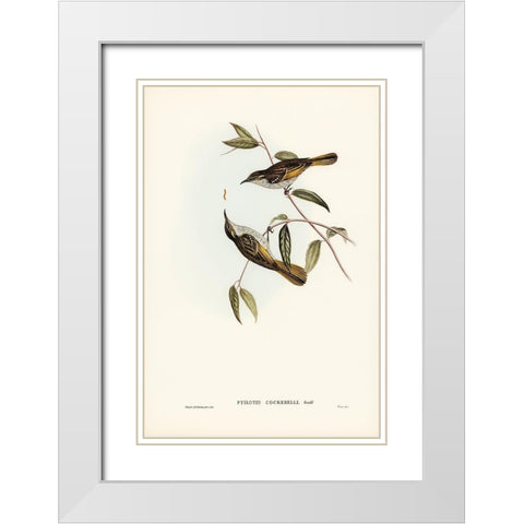 Cockerells Honey-eater-Ptilotis Cockerelli White Modern Wood Framed Art Print with Double Matting by Gould, John