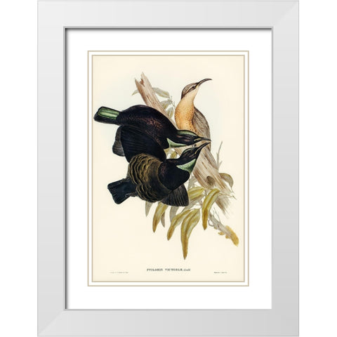 Victoria Rifle-bird-Ptiloris Victoriae White Modern Wood Framed Art Print with Double Matting by Gould, John