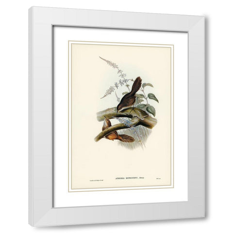 Rufescent Scrub-Bird-Atrichia rufescens White Modern Wood Framed Art Print with Double Matting by Gould, John