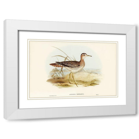 Bartrams Sandpiper-Actiturus Bartramius White Modern Wood Framed Art Print with Double Matting by Gould, John