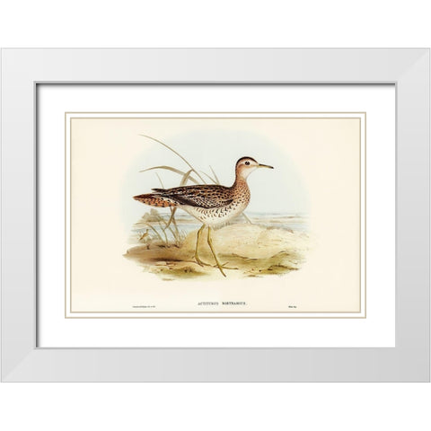 Bartrams Sandpiper-Actiturus Bartramius White Modern Wood Framed Art Print with Double Matting by Gould, John