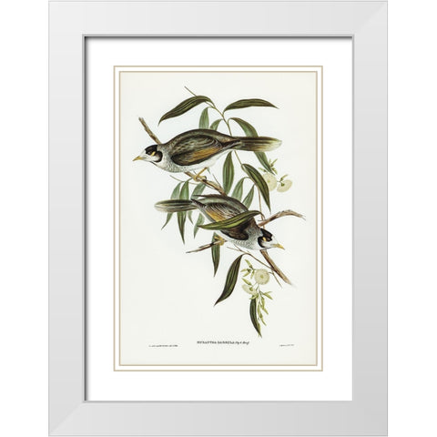 Garrulous Honey-eater-Myzantha garrula White Modern Wood Framed Art Print with Double Matting by Gould, John