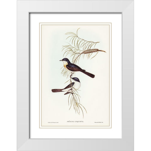 Restless Flycatcher-Seisura inquieta White Modern Wood Framed Art Print with Double Matting by Gould, John