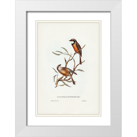 Banded Thickhead-Pachycephala pectoralis White Modern Wood Framed Art Print with Double Matting by Gould, John